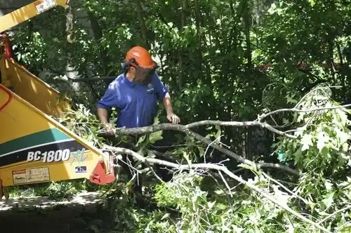 tree services Covedale